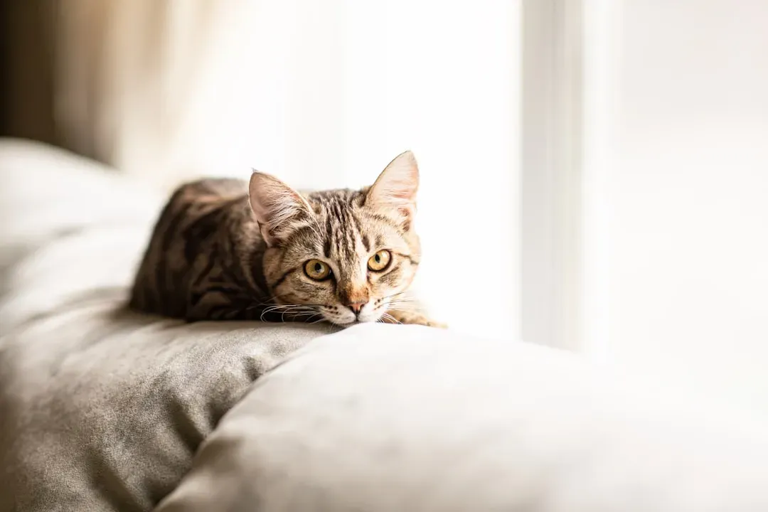 The Indoor Life Problem: Pent-Up Energy and the Midnight Release (Image Credits: Unsplash)