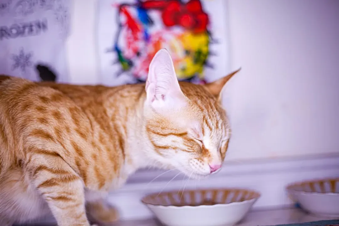 Refusing Food Without Obvious Reason (Image Credits: Unsplash)