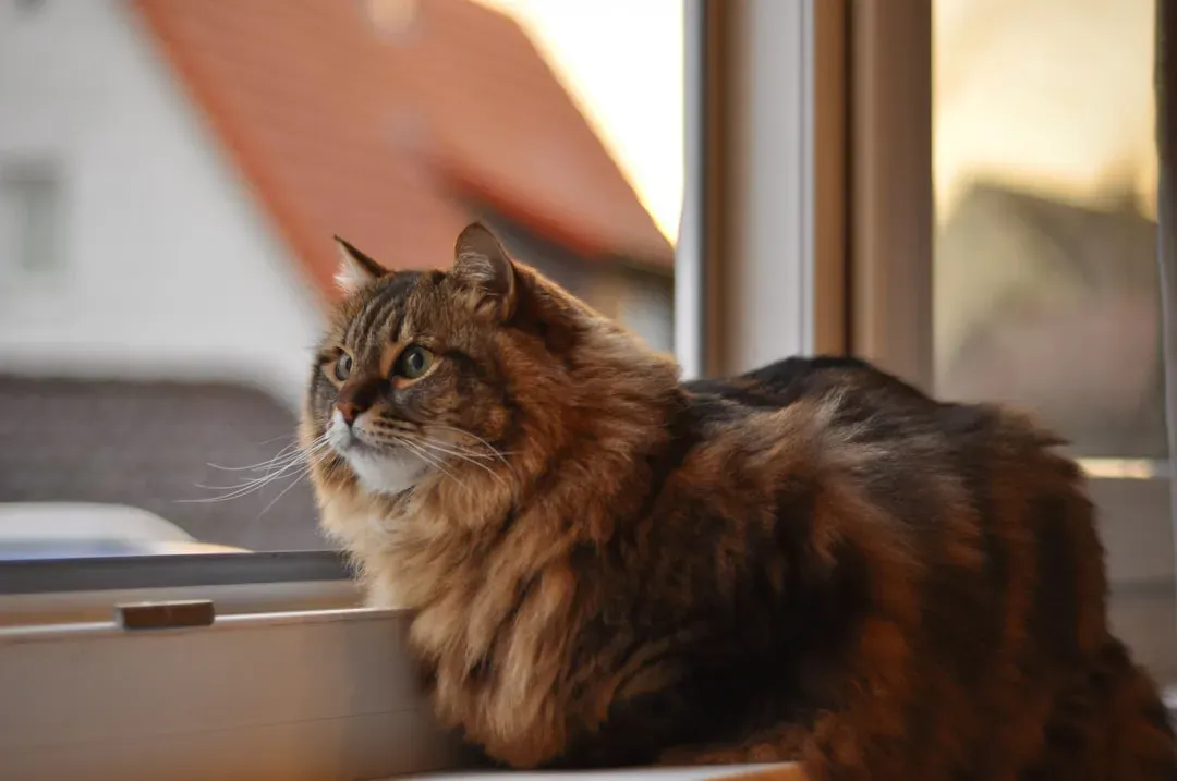 Reframing Independence as Emotional Intelligence (Image Credits: Unsplash)