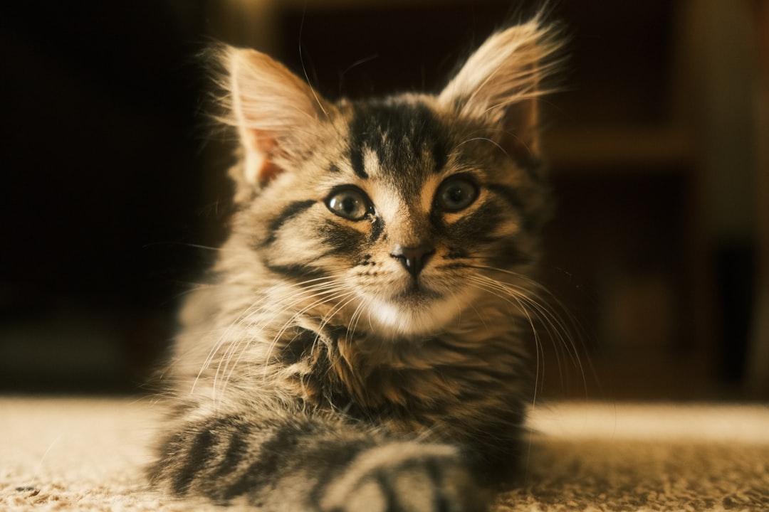 Maine Coon Kittens: Gentle Giants With Surprising Playfulness (Image Credits: Unsplash)
