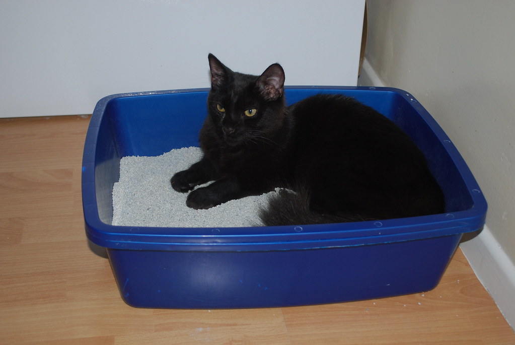 Maintaining Dirty Litter Boxes (Image Credits: Flickr)