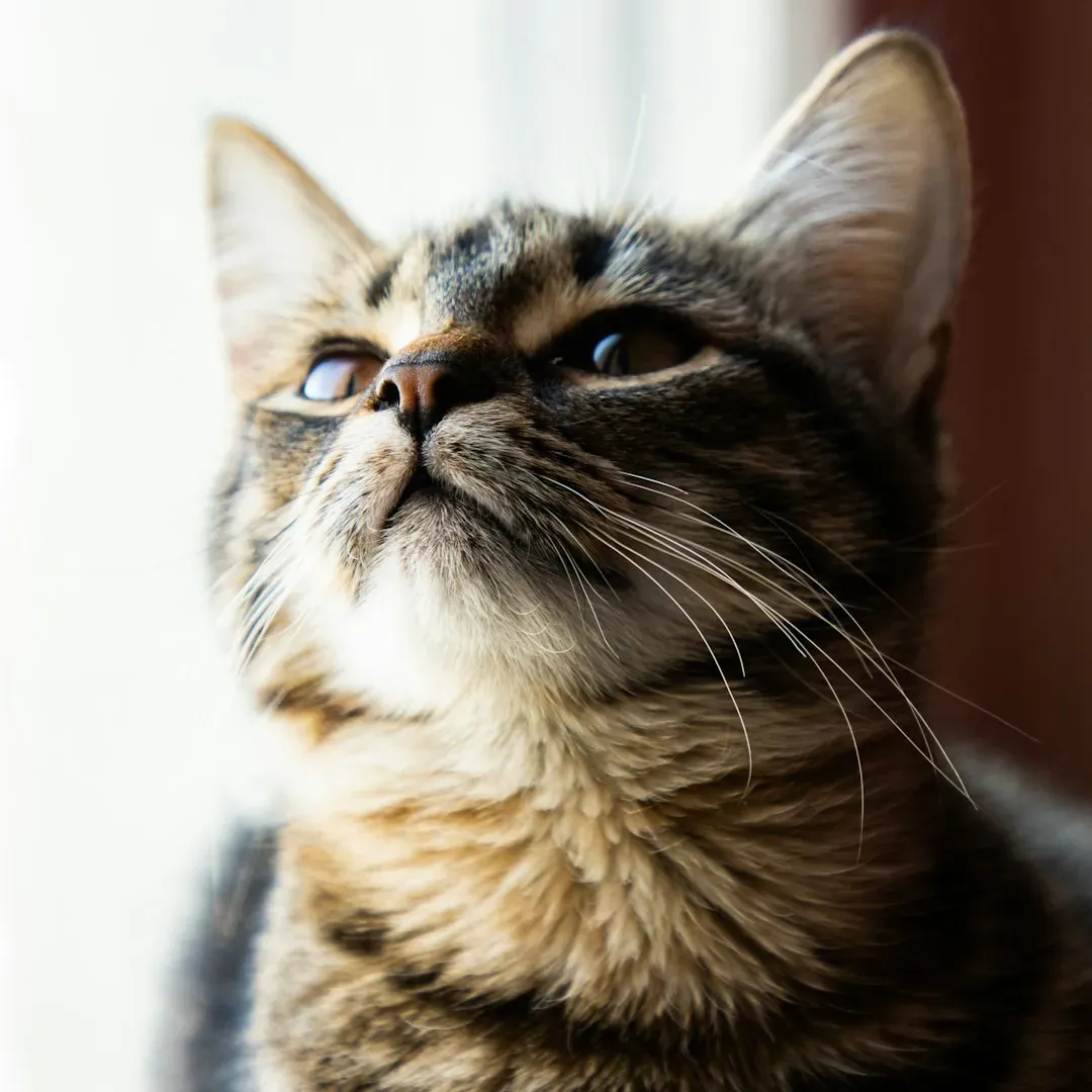 Your Scent Is Basically Your Cat's Clock (Image Credits: Unsplash)