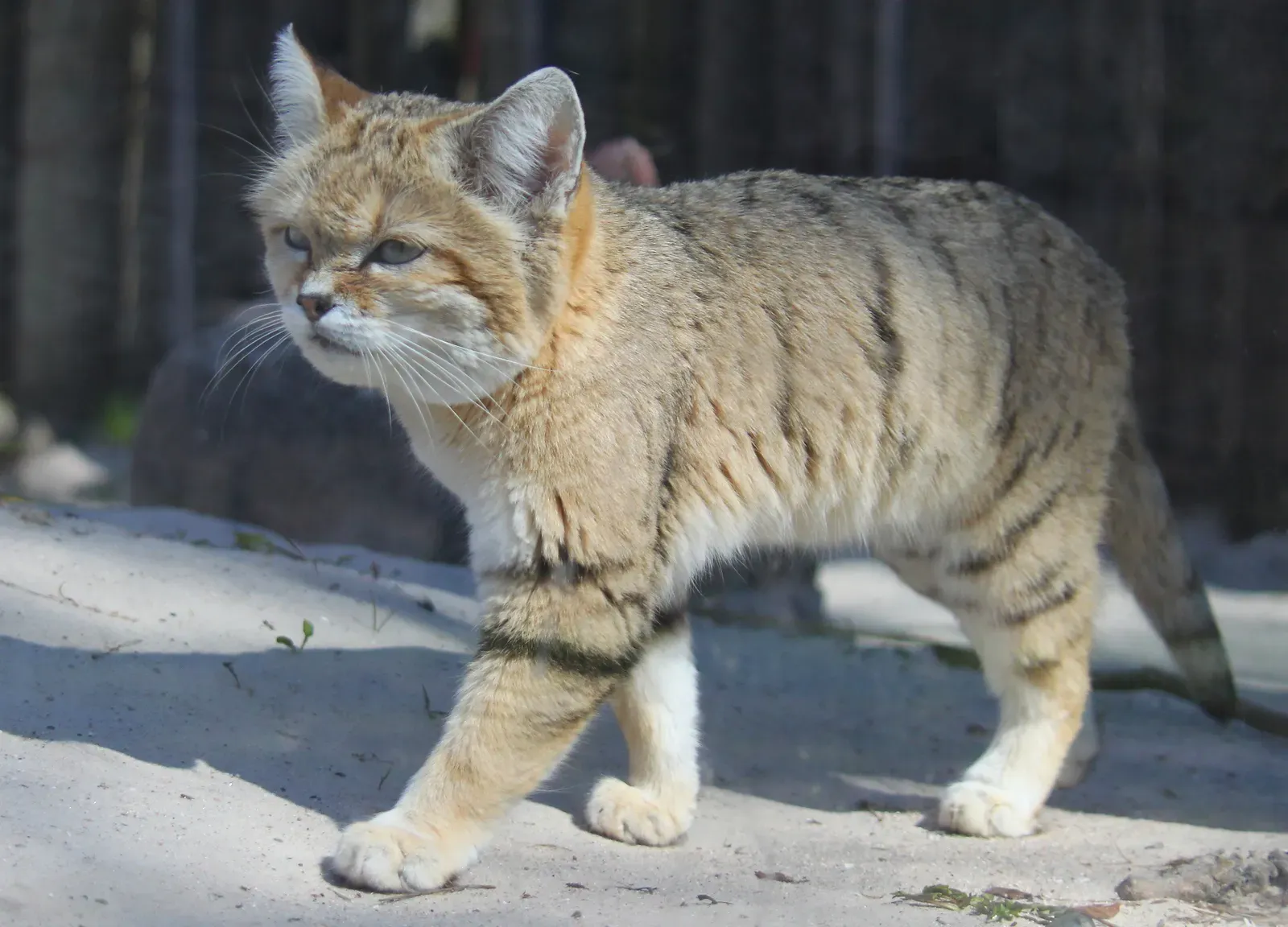 #8 Sand cat: hunting where almost nothing survives (By Malene Thyssen, CC BY-SA 3.0)