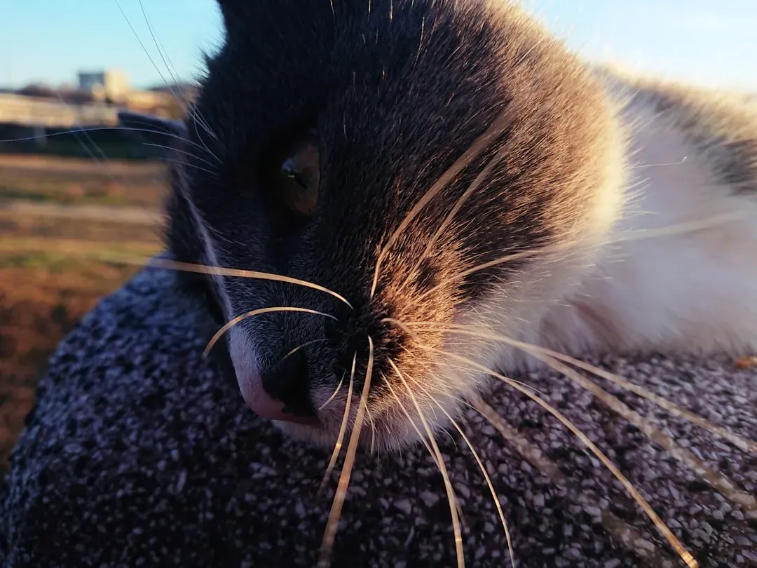 10. Whiskers Shed and Regrow Naturally (Image Credits: Unsplash)