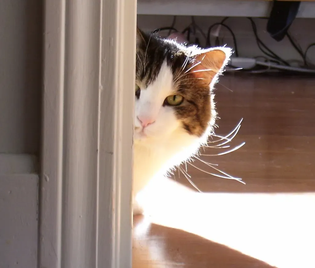 Your cat may be reading the room through you, not just watching for you (Mistermuckle, Flickr, CC BY 2.0)