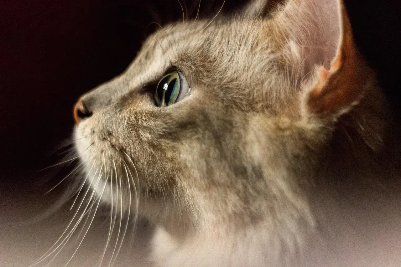 Your Cat May Actually Be Seeing Things You Cannot See (Image Credits: Pixabay)