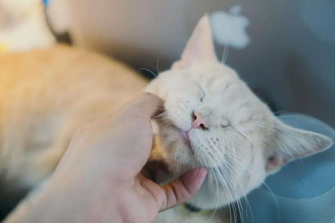 The Power of Scent: Why You Smell Like Home to Your Cat (Image Credits: Unsplash)