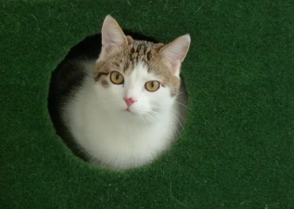 The Solicitation Purr: When Your Cat Is Asking for Something (yellowcloud, Flickr, CC BY 2.0)