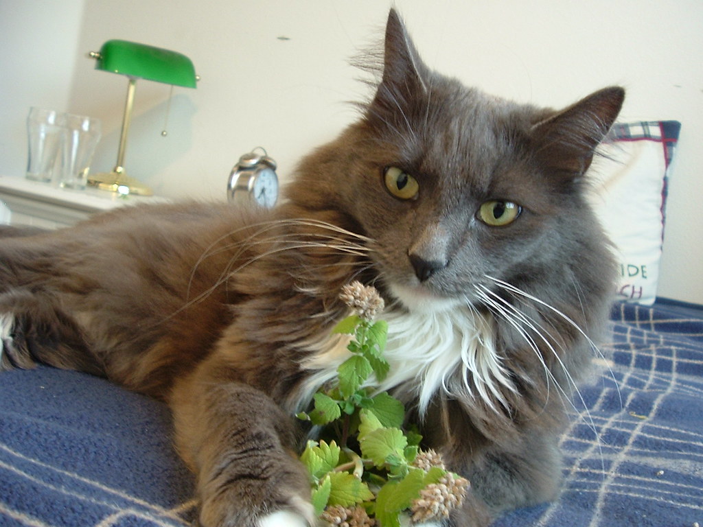 The Catnip Reaction Enigma (Image Credits: Flickr)