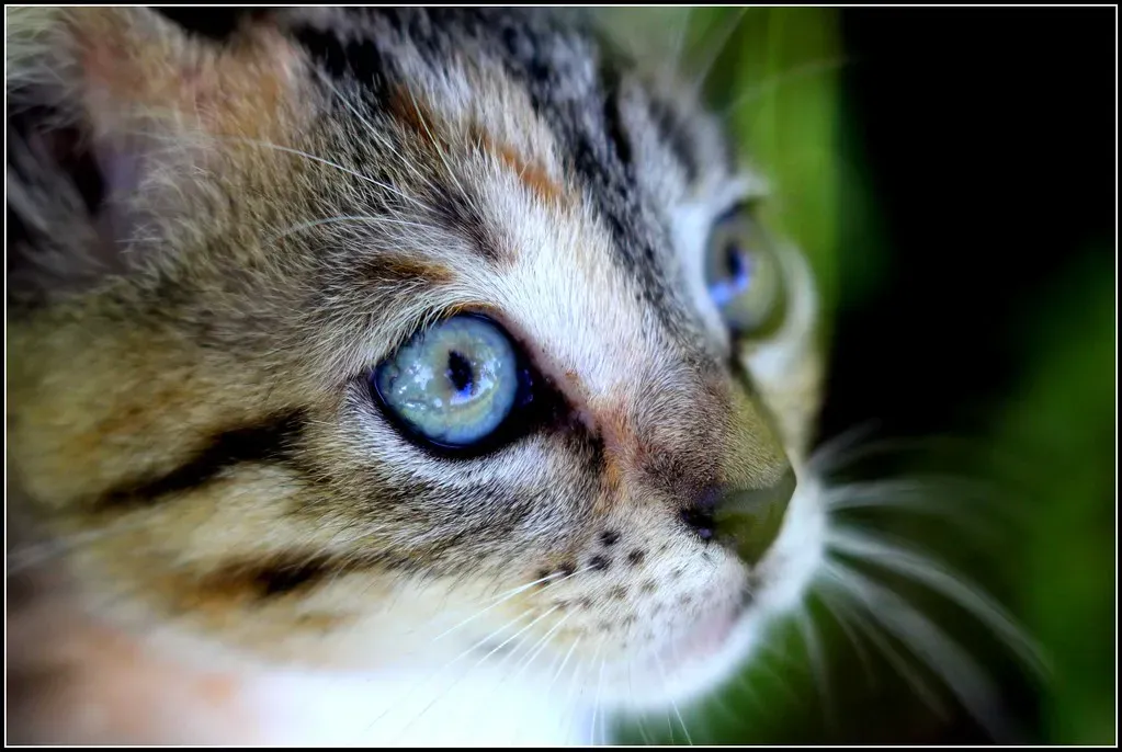 What Your Cat Sees That You Simply Can't (cuatrok77, Flickr, CC BY-SA 2.0)