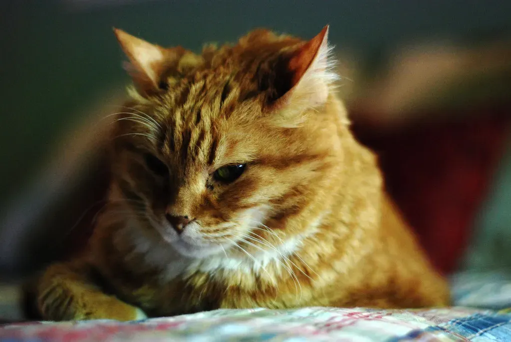 The Early Morning Wake-Up Call Is Wired Into Their Biology (Mark Bonica, Flickr, CC BY 2.0)