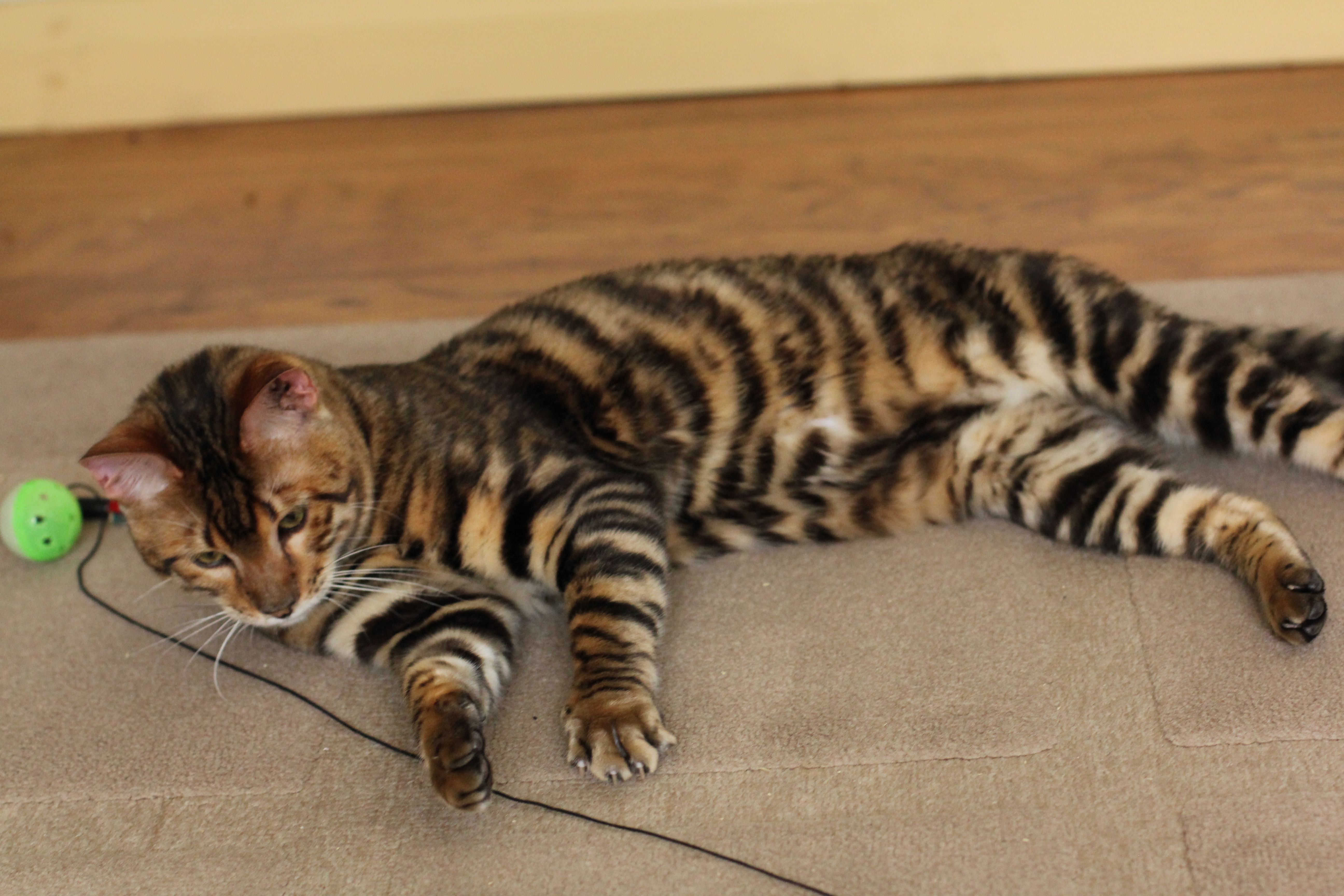 Toyger (Image Credits: Wikimedia)
