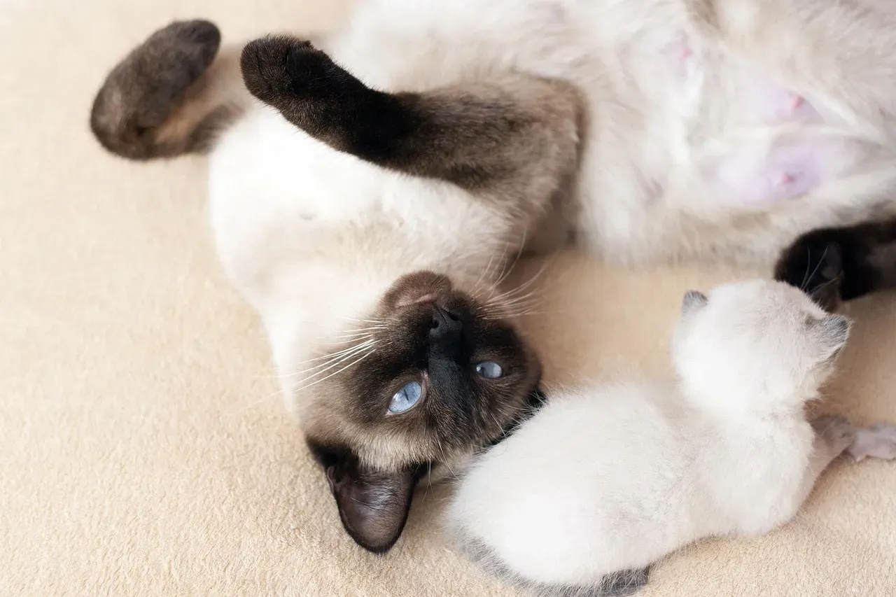 2. The Siamese: Vocal, Relentless, and Completely Unapologetic (Image Credits: Pixabay)