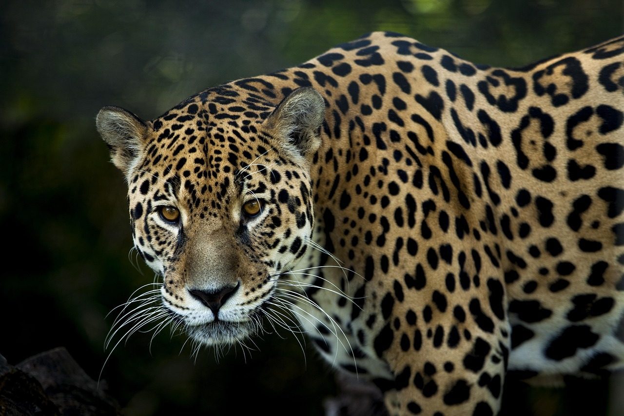 Scorpio: The Jaguar (Image Credits: Pixabay)