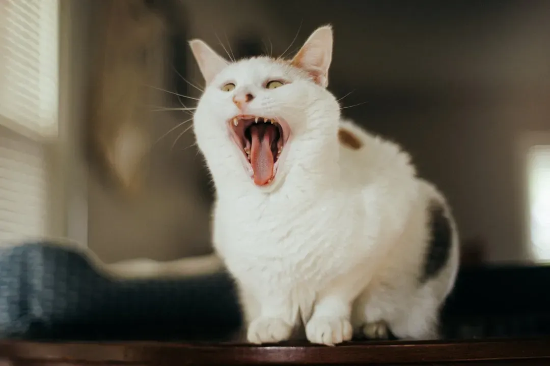 #9 - Meowing Specifically At You, Not At Other Cats (Image Credits: Unsplash)