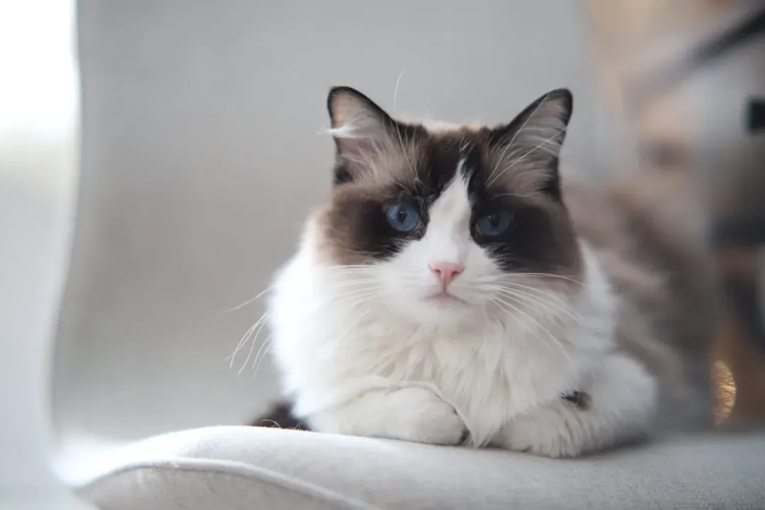 Ragdoll – The Relaxed Healer For Your Overworked Spirit (Image Credits: Unsplash)