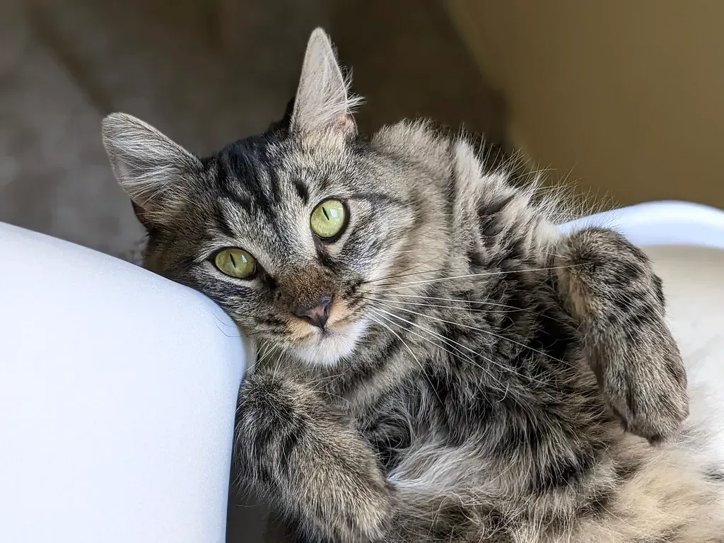 Understanding Why Cats Need Special Consideration (Image Credits: Flickr)