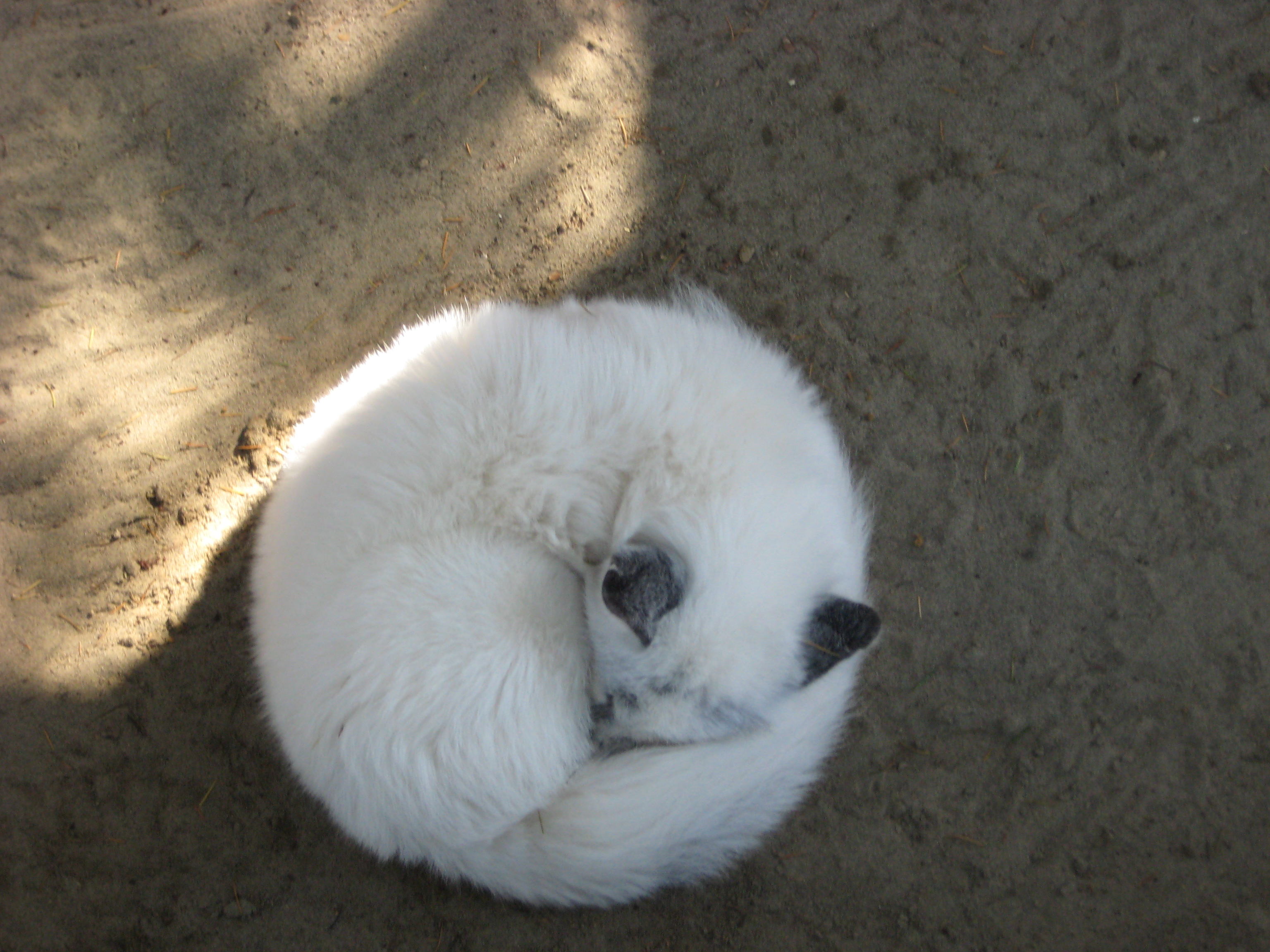 The Warmth Seeker: Curled Up in a Perfect Ball (Image Credits: Wikimedia)