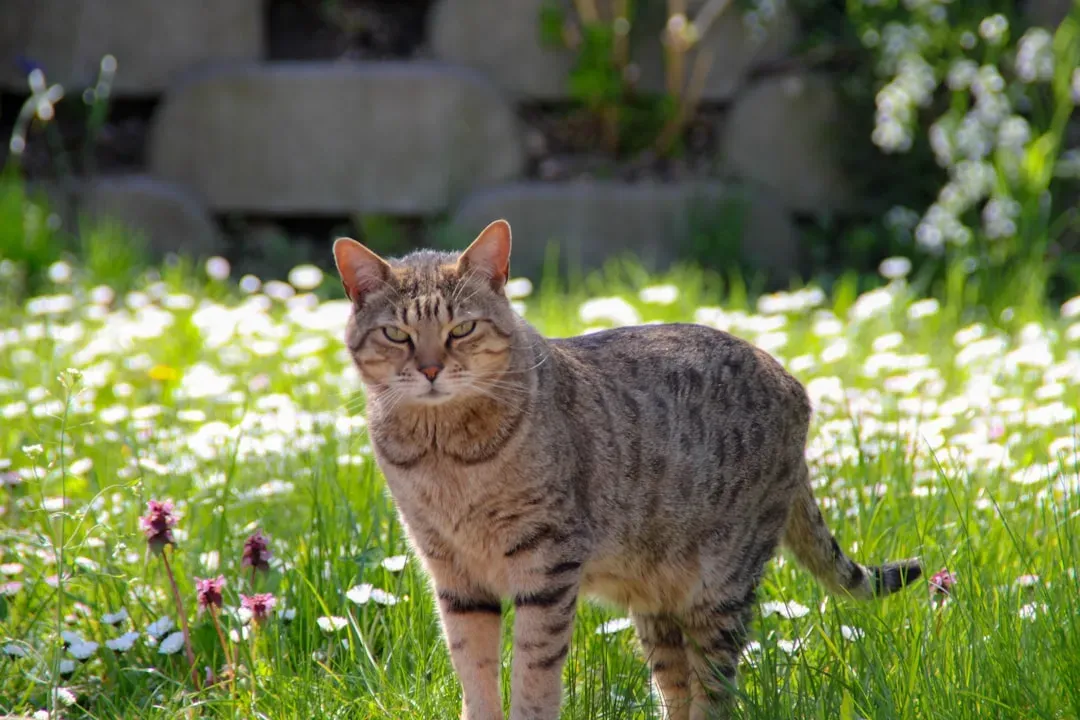 3. Bengal: The Wild Spirit (Image Credits: Unsplash)