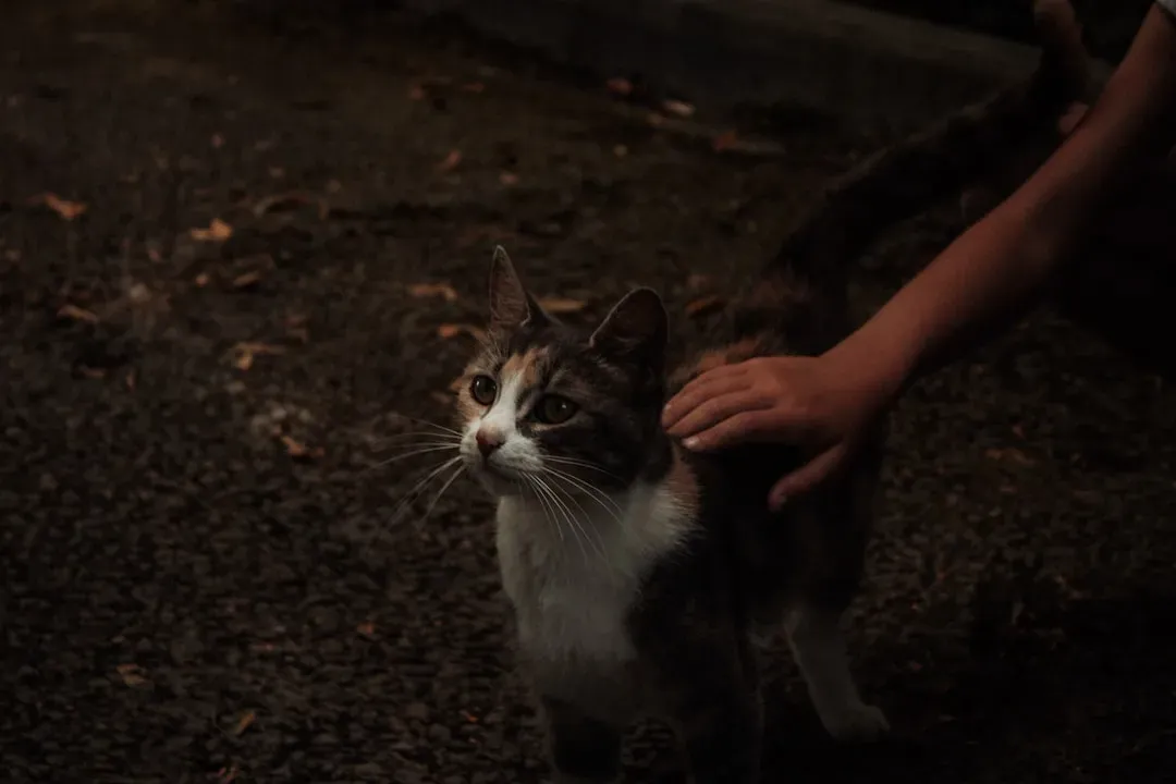 Even Brief Separations Don't Erase Their Memory of You (Image Credits: Unsplash)