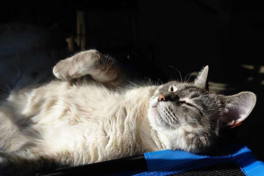 Your Cat Shows You Their Belly (Image Credits: Flickr)