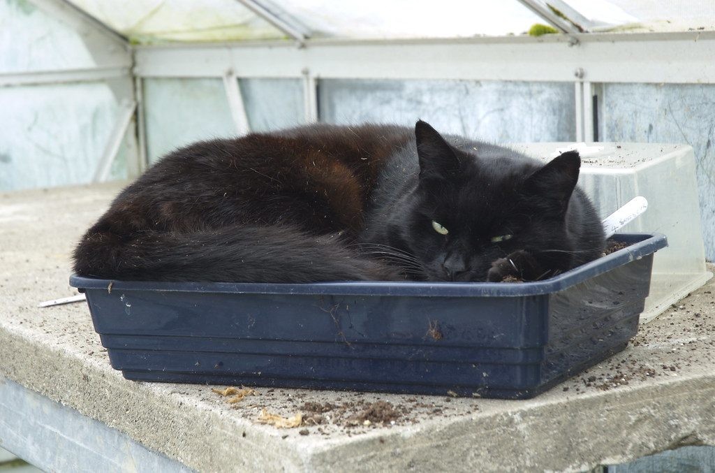 The Social Butterfly Behavior (Image Credits: Flickr)