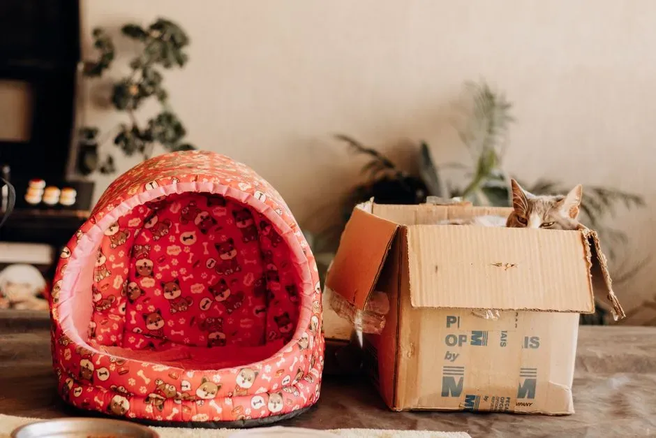 #3 - Buying an Expensive Cat Bed That Gets Completely Ignored (Image Credits: Pexels)