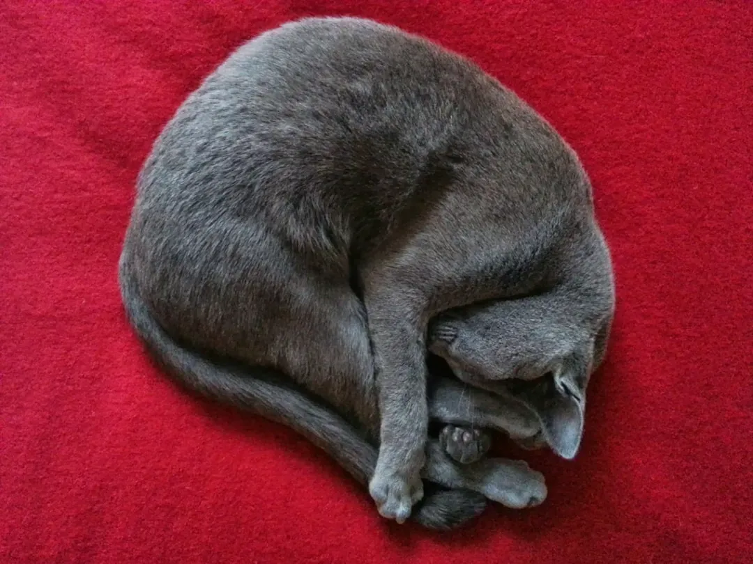 The Twisted Pretzel Proves Total Comfort (Image Credits: Unsplash)