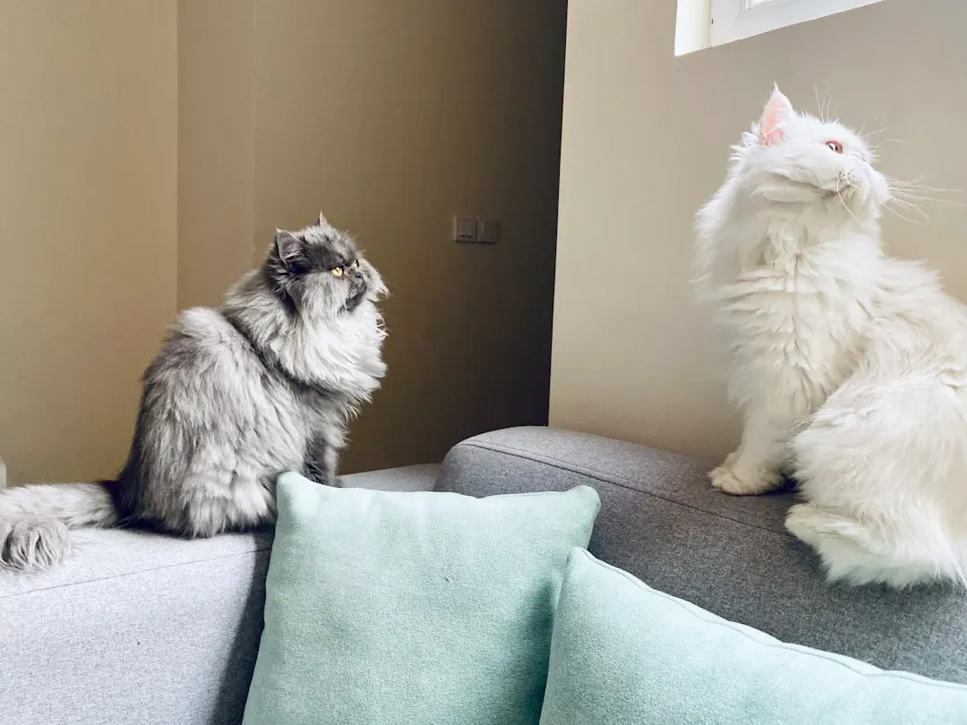 Why Cats Avoid Eye Contact with Each Other (Image Credits: Unsplash)