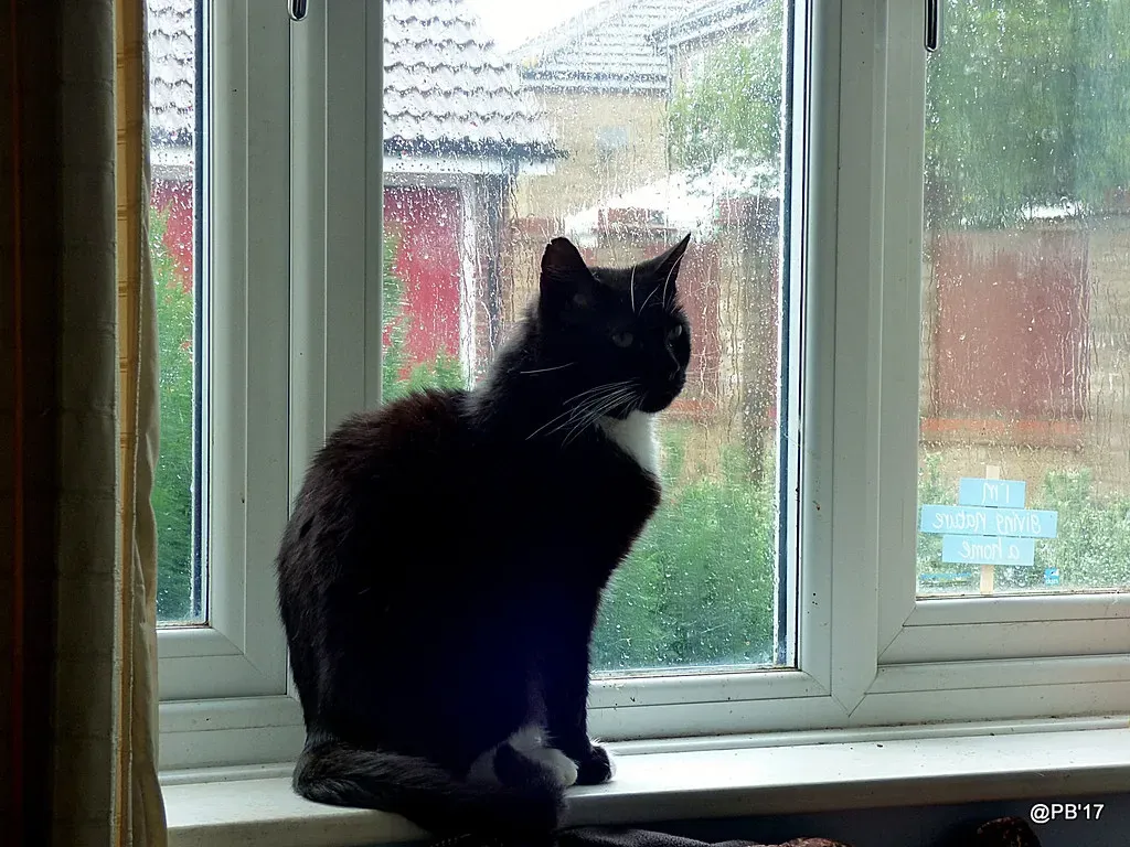 7. They're Watching and Waiting for You to Come Home (Image Credits: Flickr)