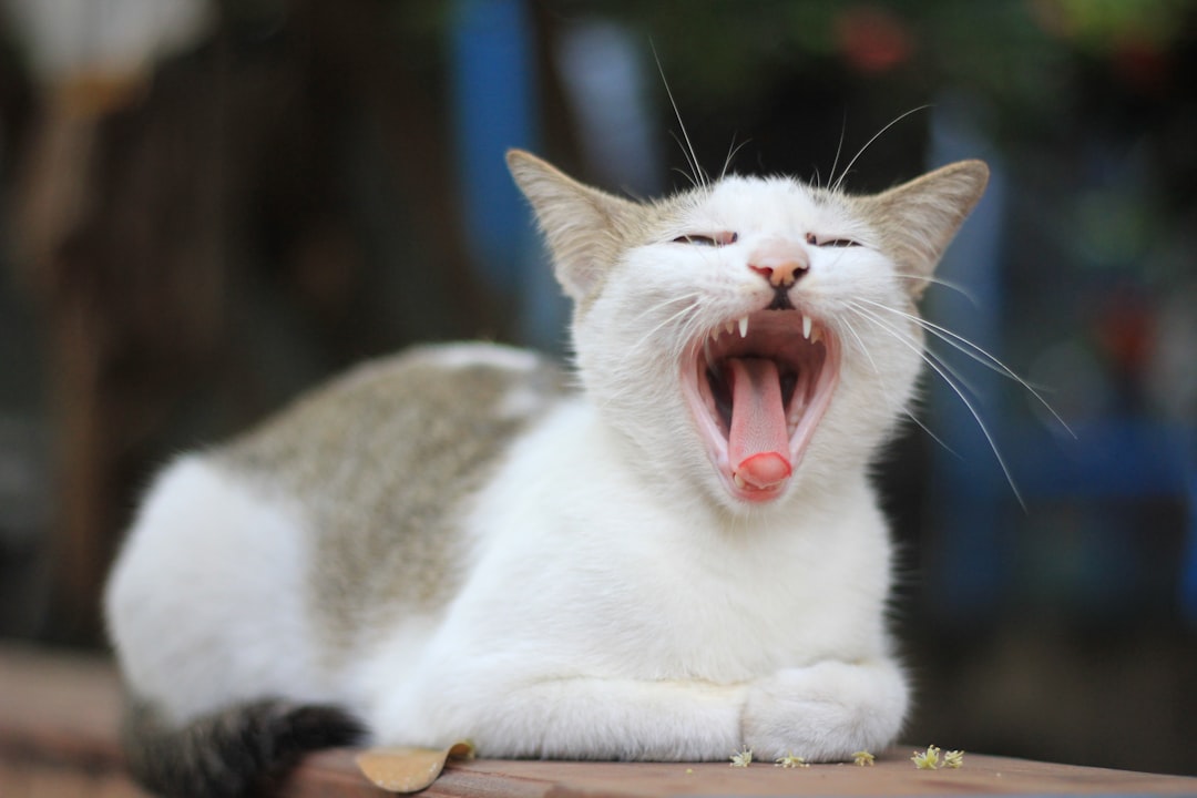 Yowling Doesn't Mean Your Cat Is Just Being Dramatic (Image Credits: Unsplash)