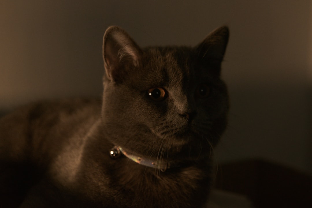 Max (Image Credits: Unsplash)