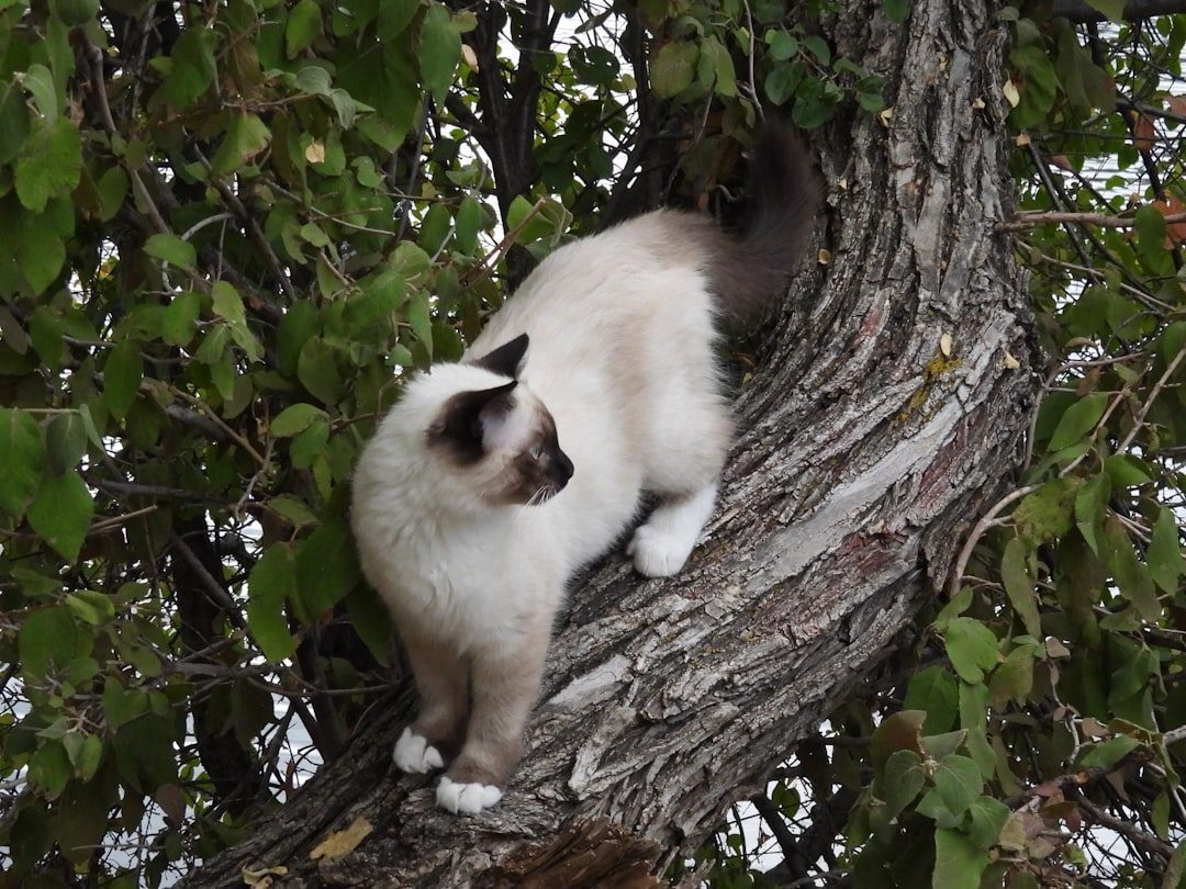 Providing Multiple High Perches (Image Credits: Unsplash)