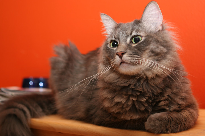 Oliver (Image Credits: Flickr)