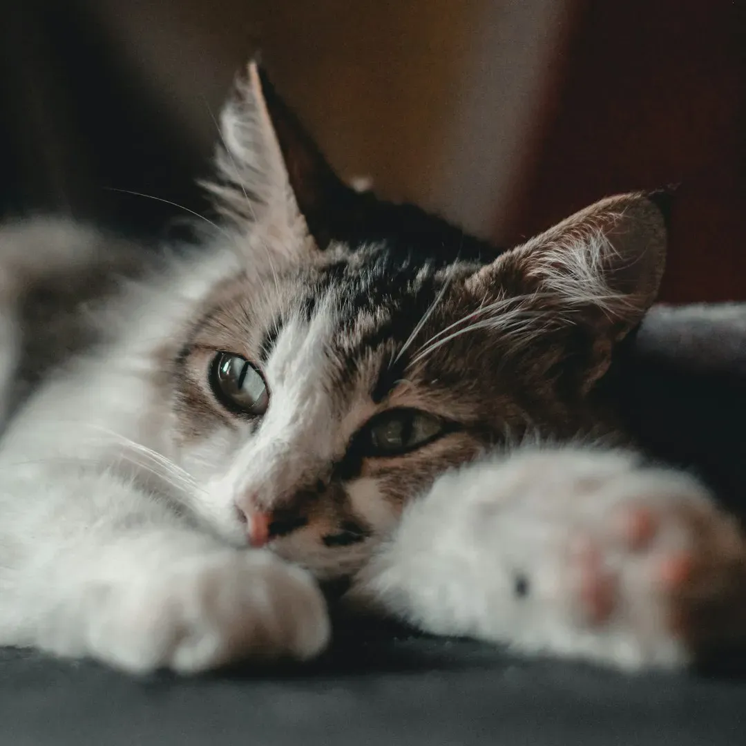 Separation Affects Your Cat More Than You Think (Image Credits: Unsplash)