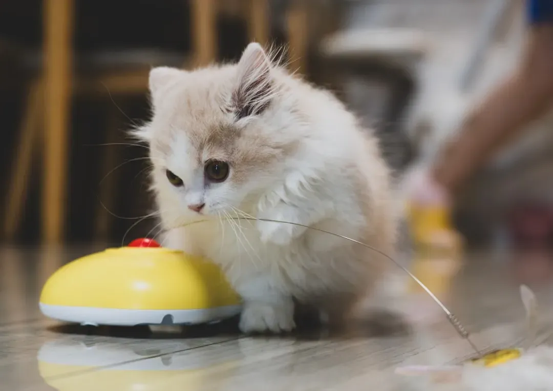 Playfulness and Curiosity as Emotional Indicators (Image Credits: Unsplash)