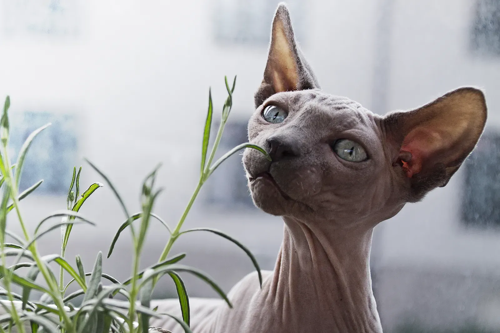 #4 Sphynx: The Heat-Seeking Heart-On-Sleeve Companion (By Linnea Sandbakk linneasandbakk, CC0)