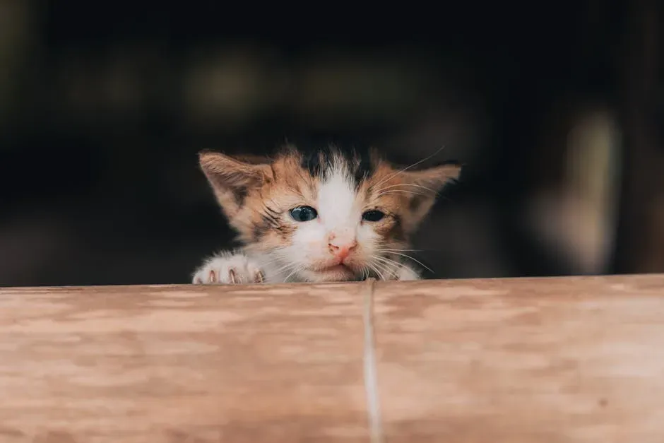 #8 You Will Grieve the Specific Kitten They Once Were (Image Credits: Pexels)