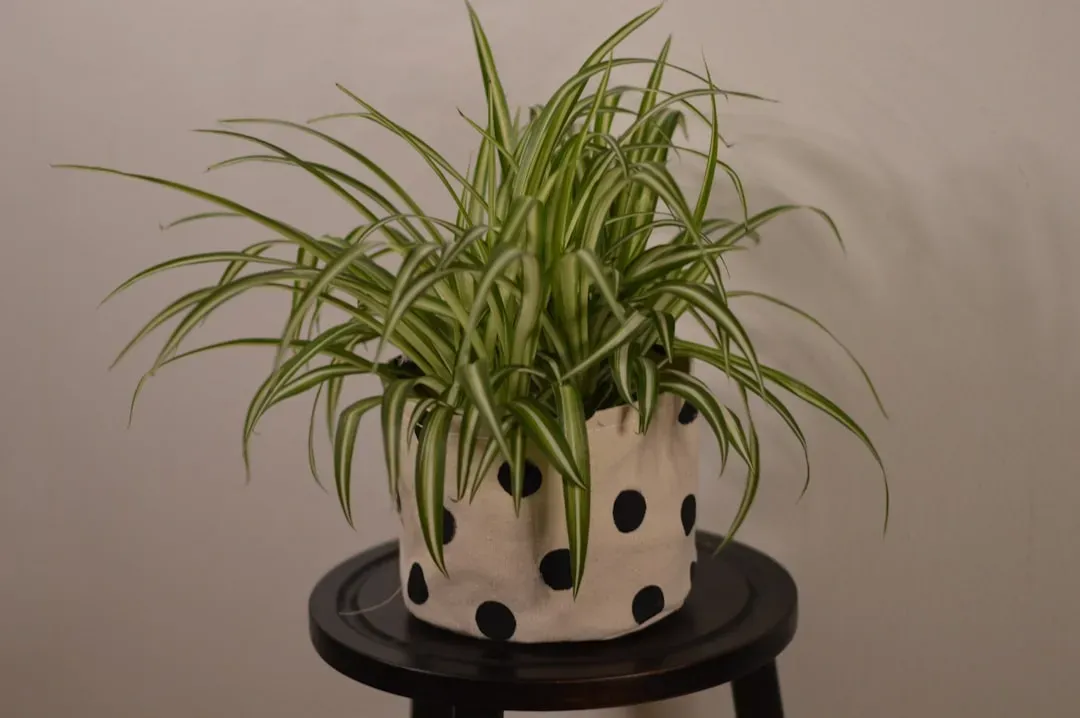 1. Spider Plant (Chlorophytum comosum) (Image Credits: Unsplash)