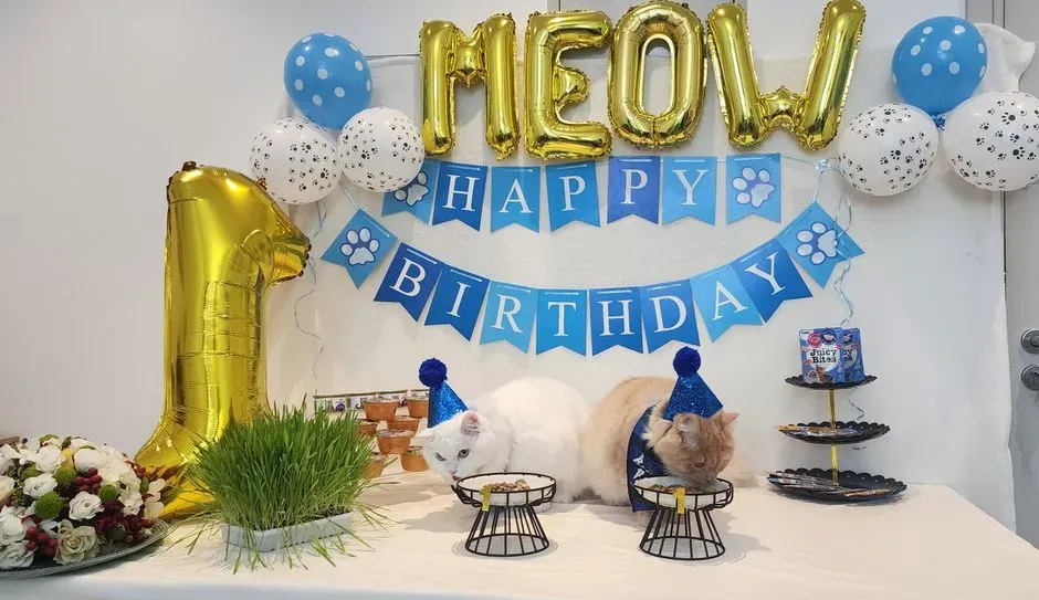 #18 - Celebrating Annual Cat Birthdays With Parties (Image Credits: Pexels)