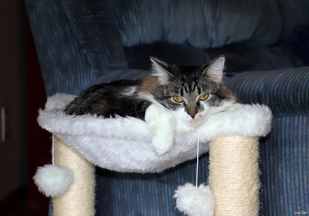 2. Set Up Strategic Scratching Stations (Lisa Zins, Flickr, CC BY 2.0)