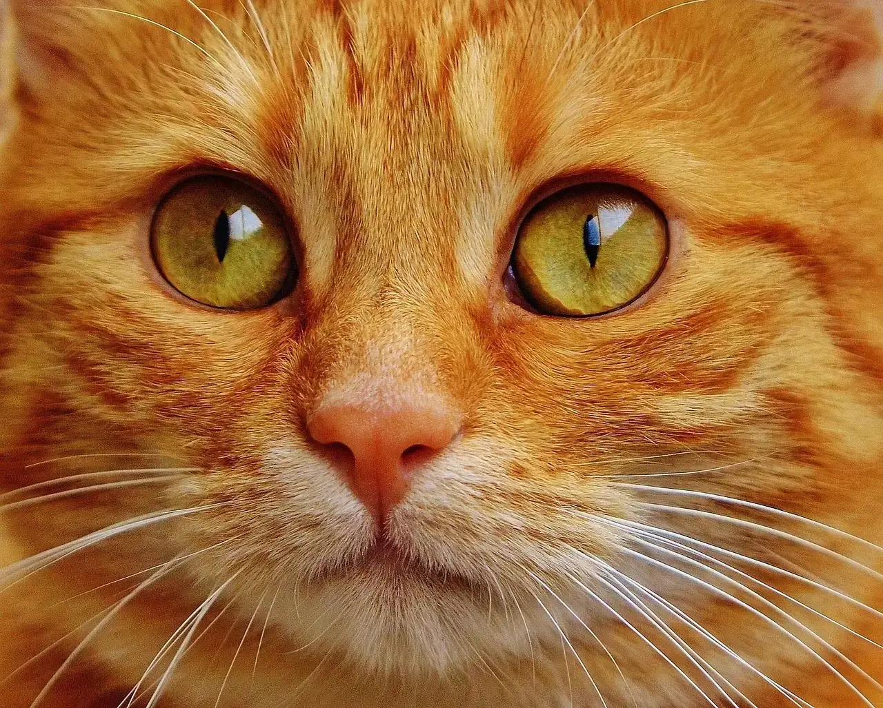 #1 - They Track You With Their Eyes (Even When Pretending Not To) (Image Credits: Pixabay)