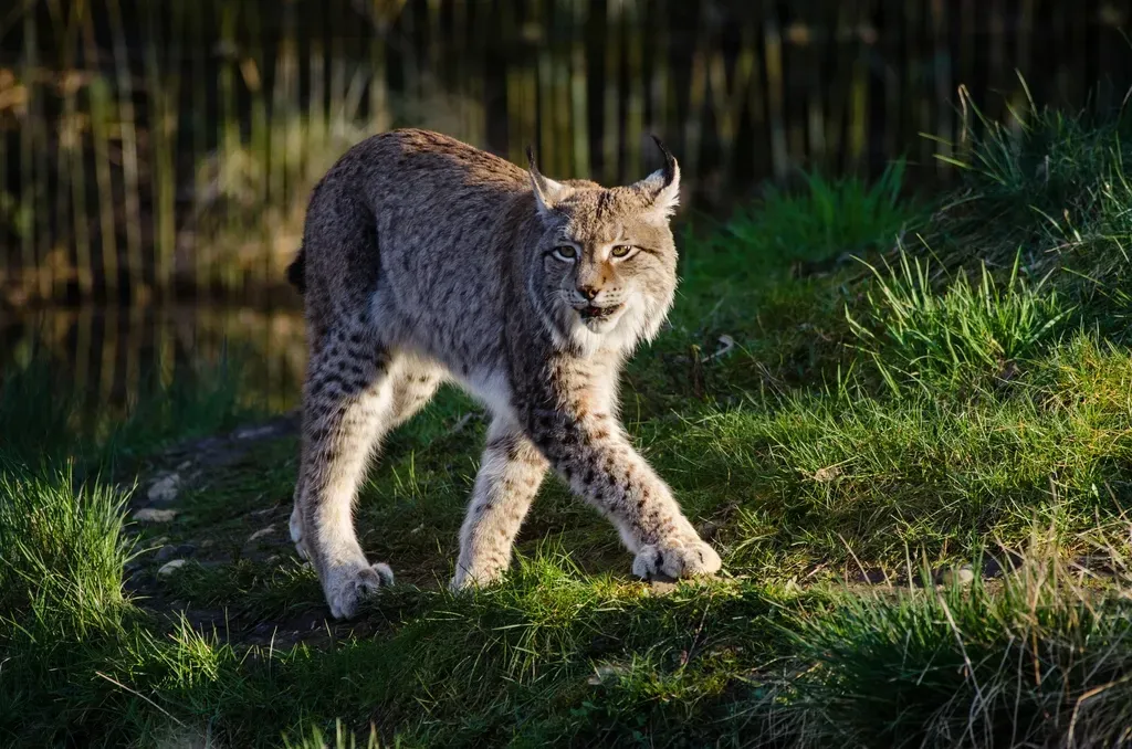 Georgia's Mixed Forests and Agricultural Edges (Image Credits: Rawpixel)
