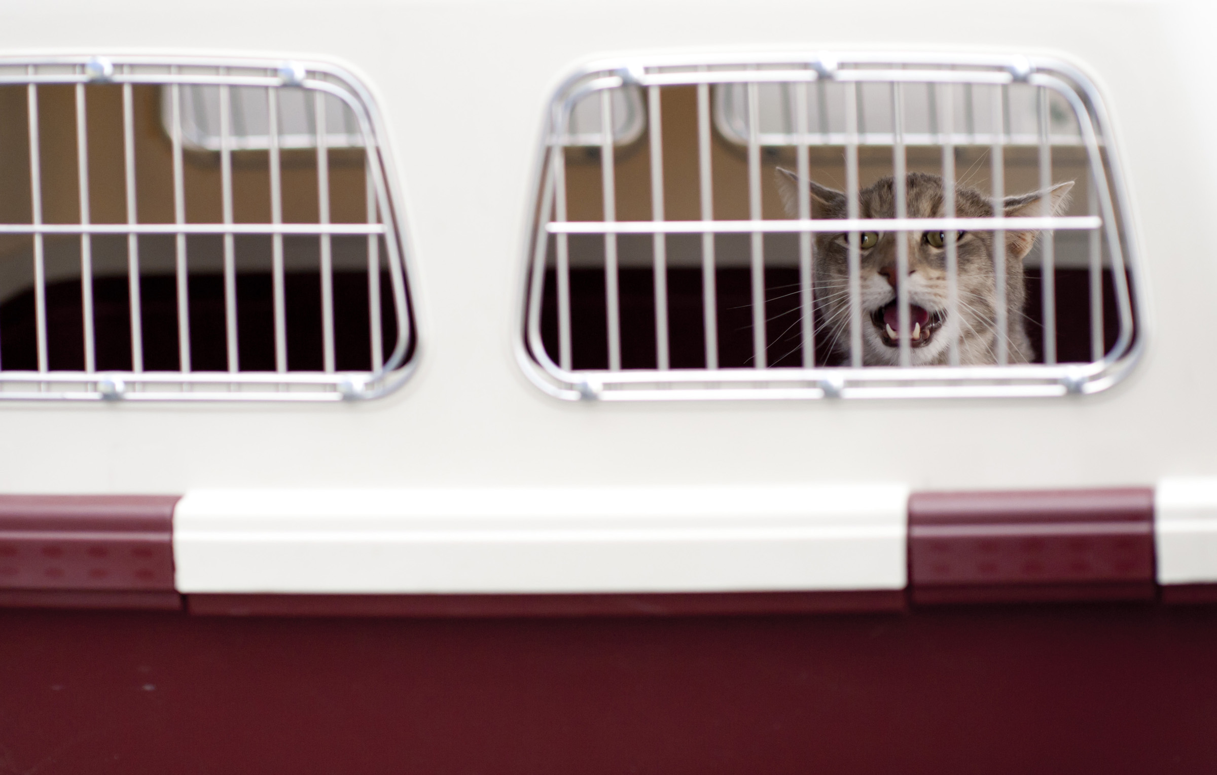 Looking Ahead: The Future of Cat Travel (Image Credits: Wikimedia)