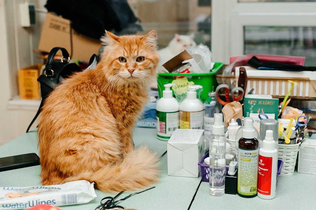 People Who Won't Commit to Veterinary Care (Image Credits: Unsplash)