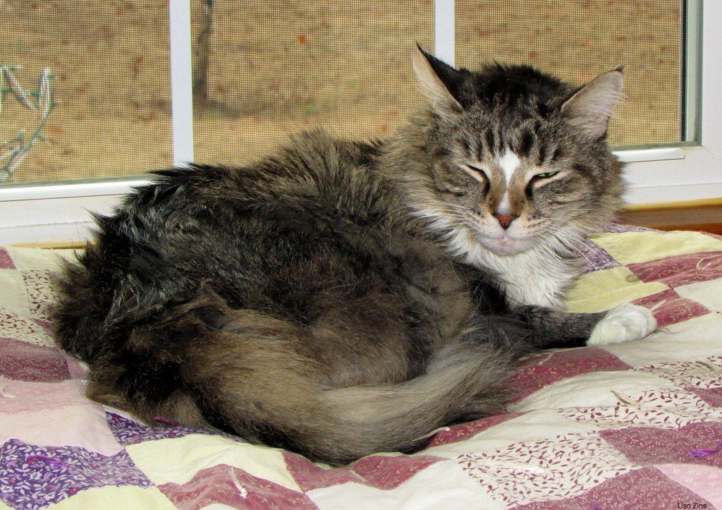 Sleeping Vulnerability Shows Ultimate Trust (Image Credits: Flickr)