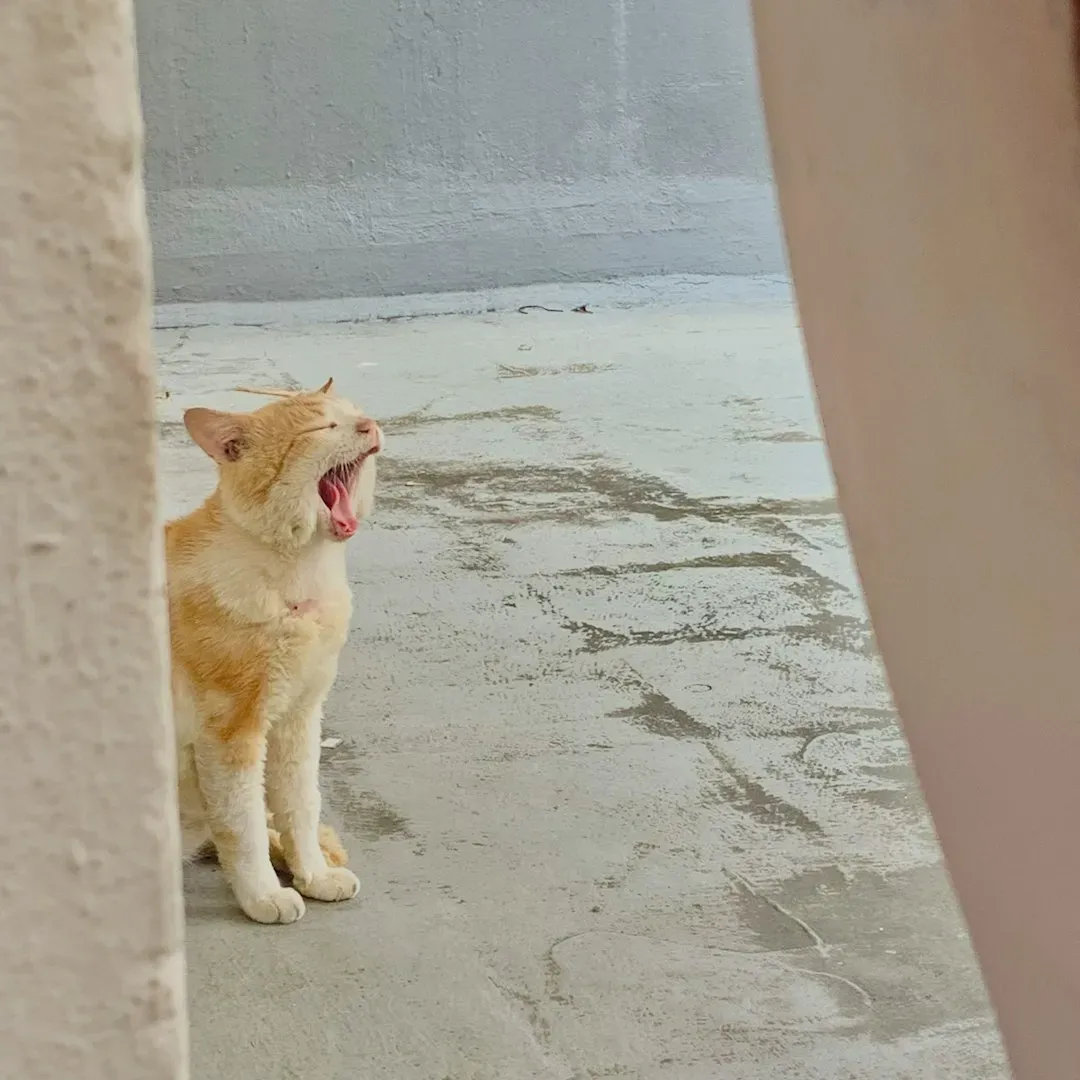 Breed Differences and Individual Personalities (Image Credits: Unsplash)