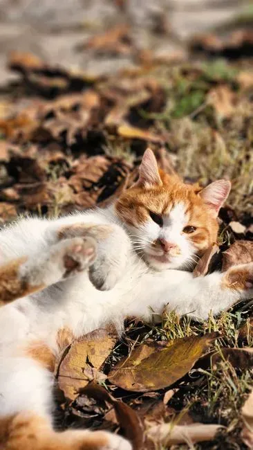 #14 - Sleeping Belly-Up Beside You Is the Ultimate Vulnerability Flex (Image Credits: Pexels)