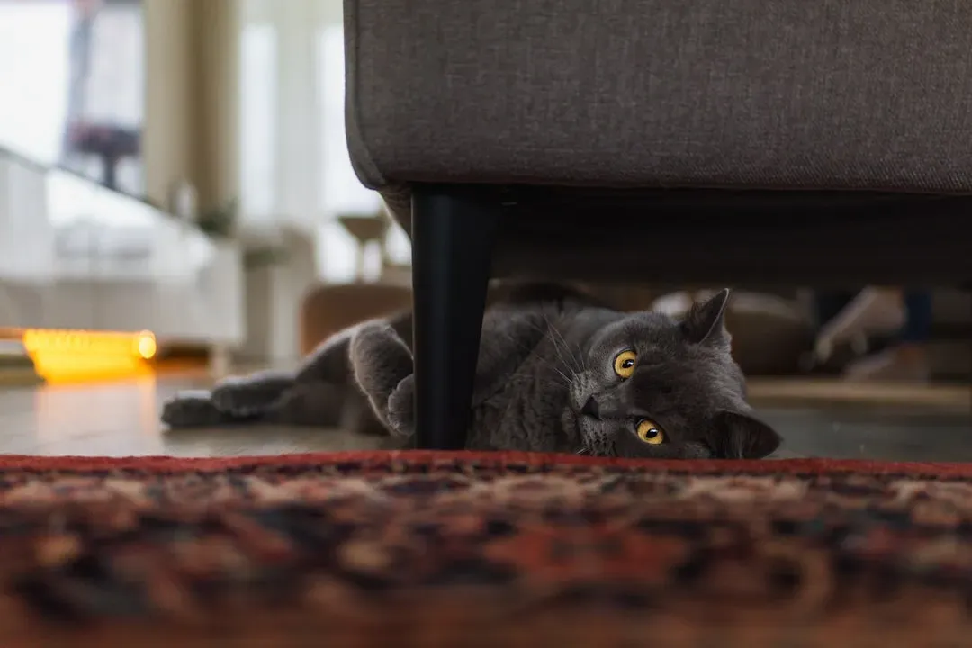 Under Furniture Where Secrets Hide (Image Credits: Unsplash)