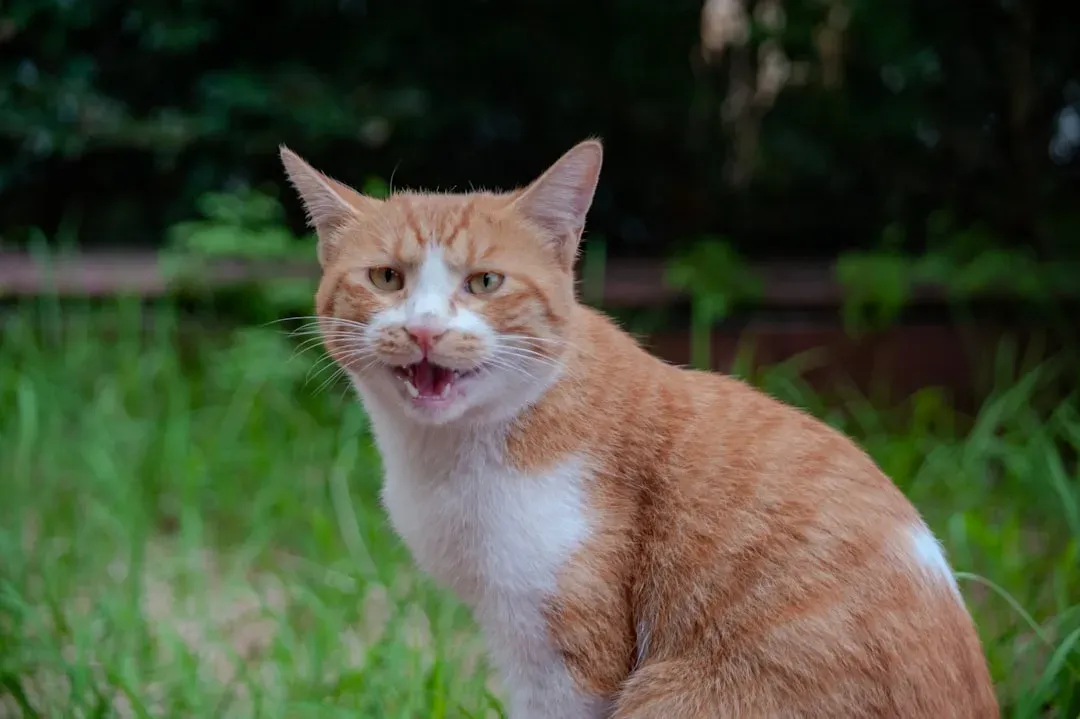 Chattering, Chirping, Trilling, and the Sounds Most People Overlook (Image Credits: Unsplash)